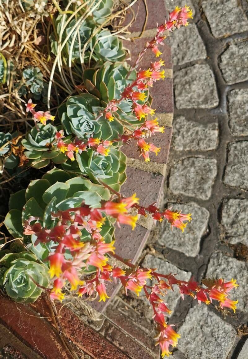 Echeveria secunda 24