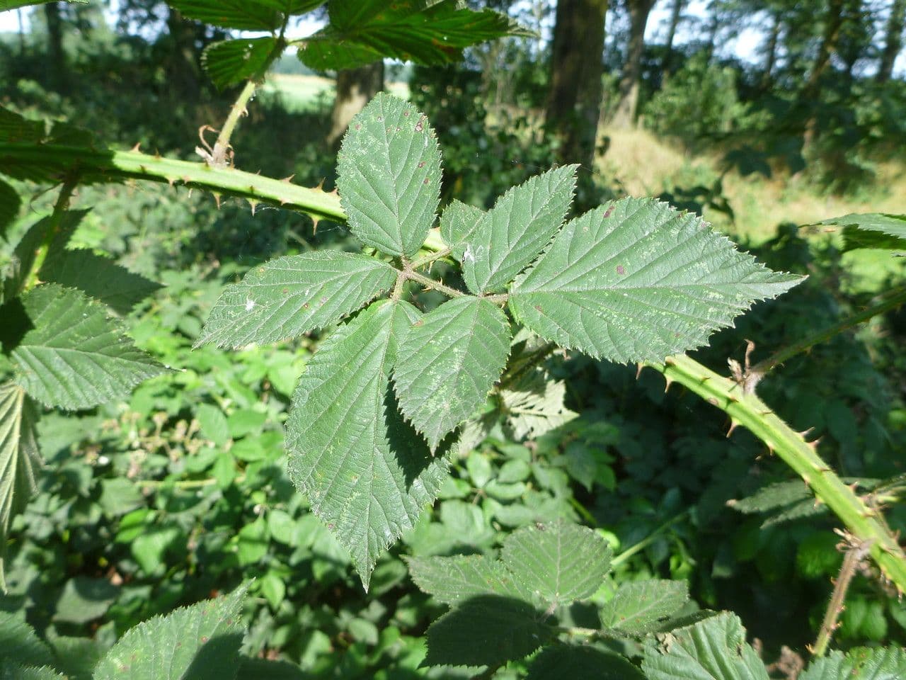 Rovo 4