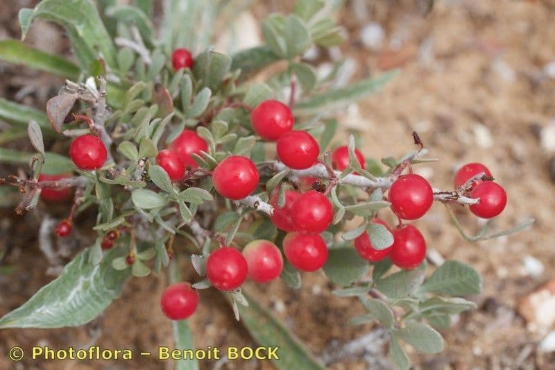 Searsia bianca