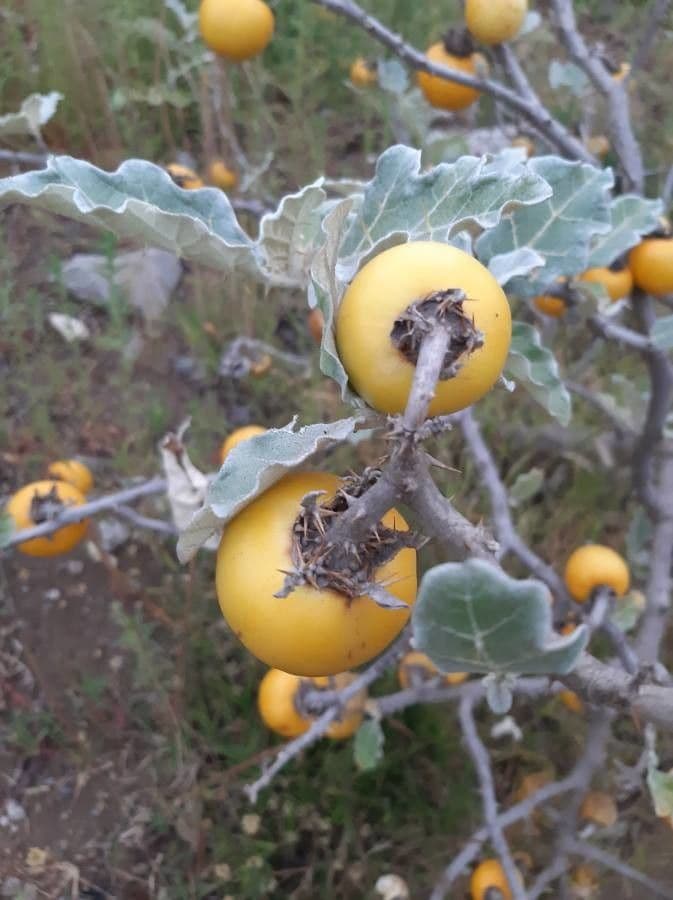 Solanum marginatum