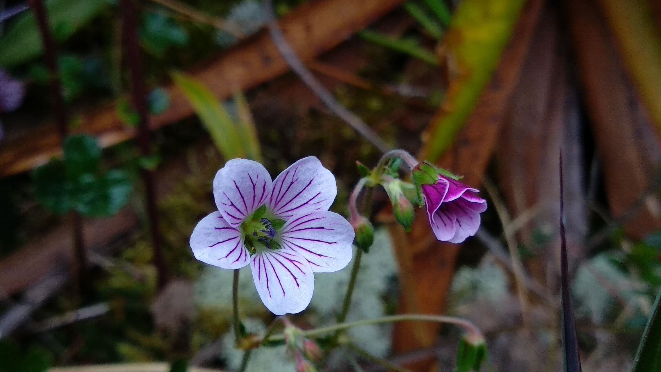Geranium