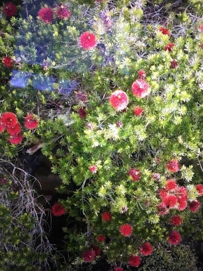 Kunzea Baxtera 17