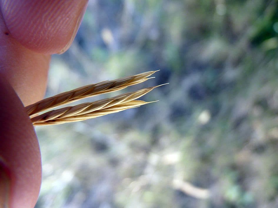 Brachypode phénicoïde 5