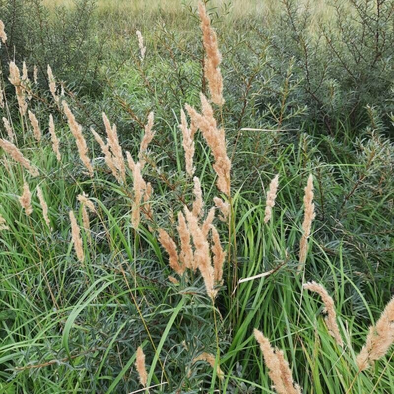 Třtina křovištní 8