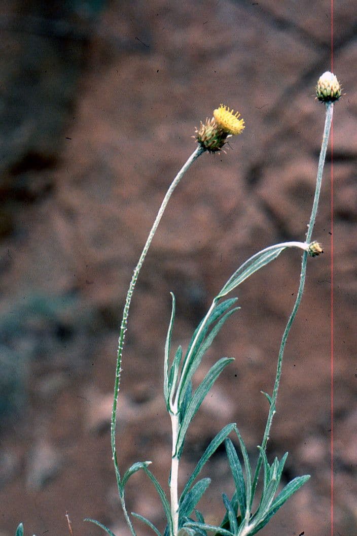 Felsen-Steinimmortelle 13