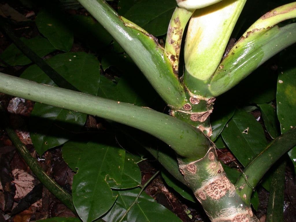 Philodendron 17