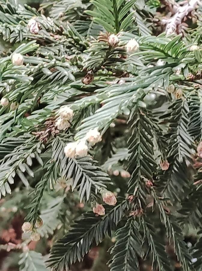 Sequoia sempreverde 7