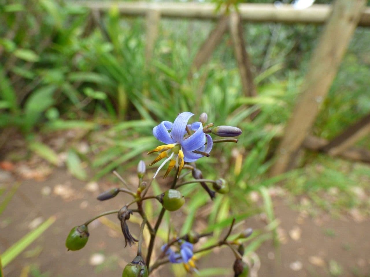 Dianella modrá 8