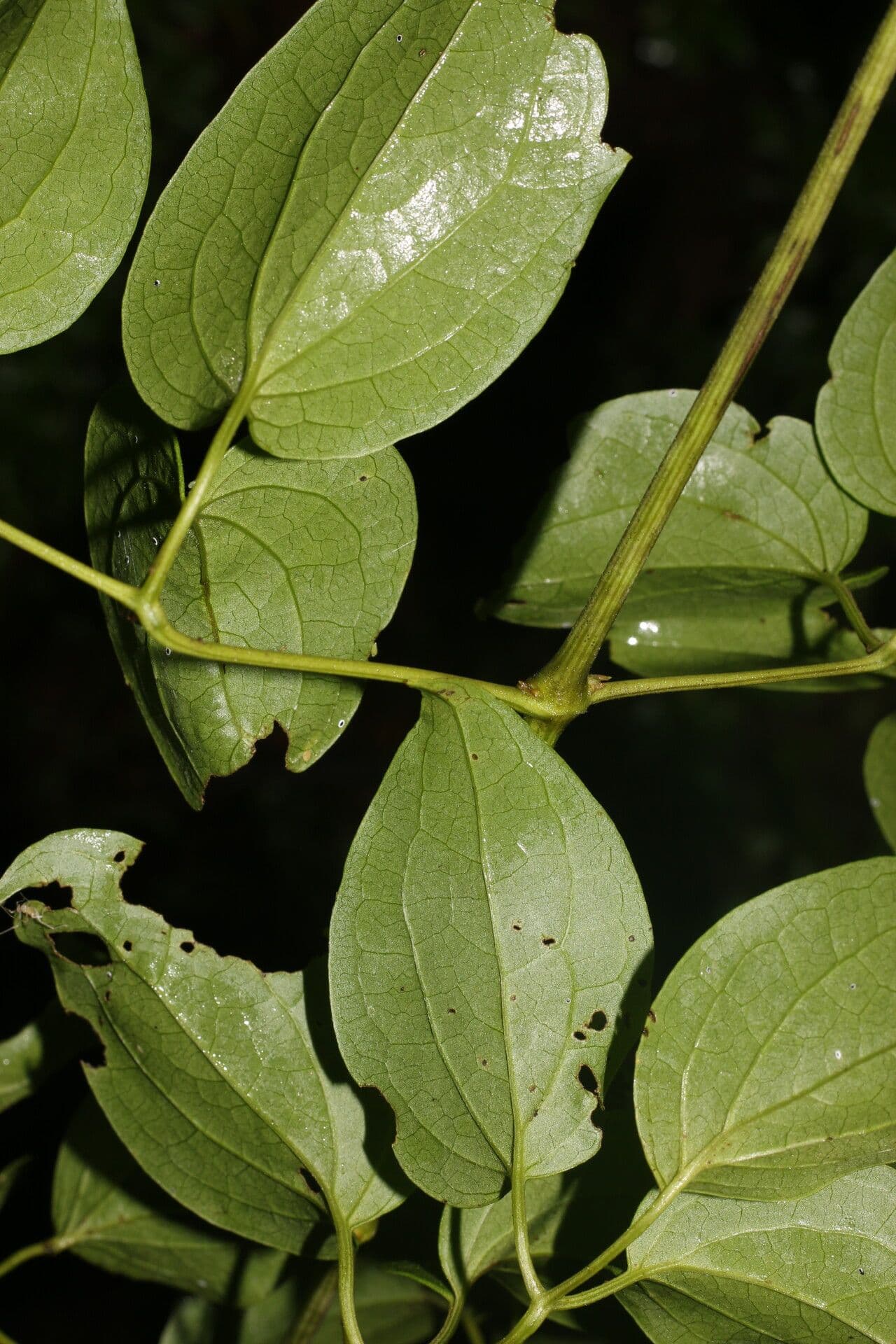 Clematis dioica