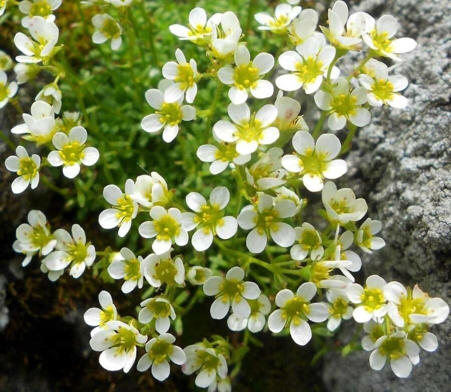 Glatte Steinbrech 2