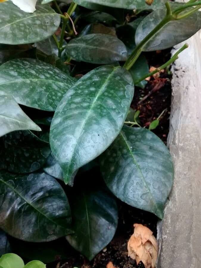 Chilenischer Jasmin 18