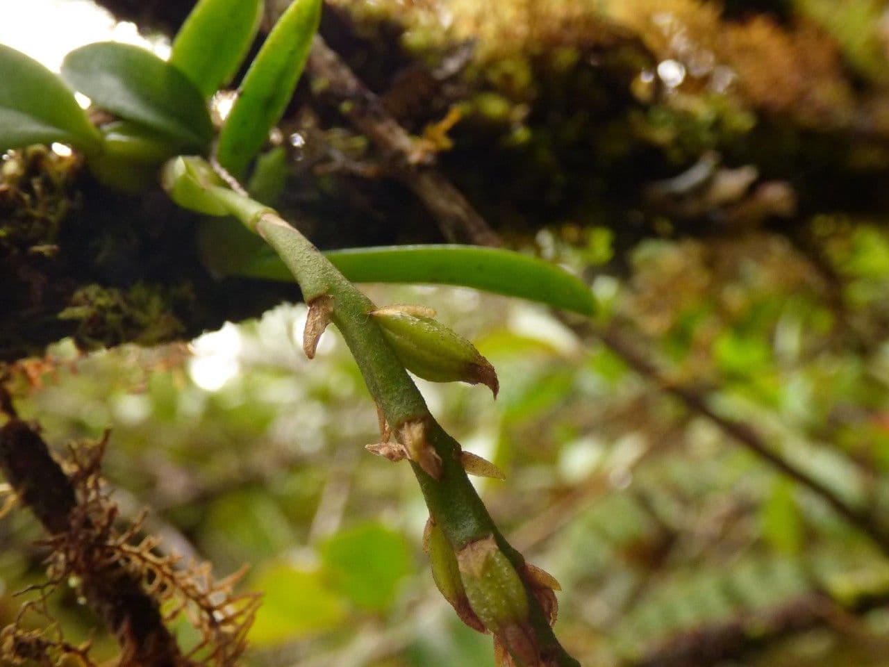 Bulbophyllum 5