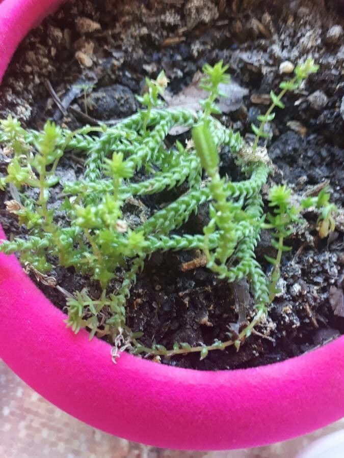Sedum 13