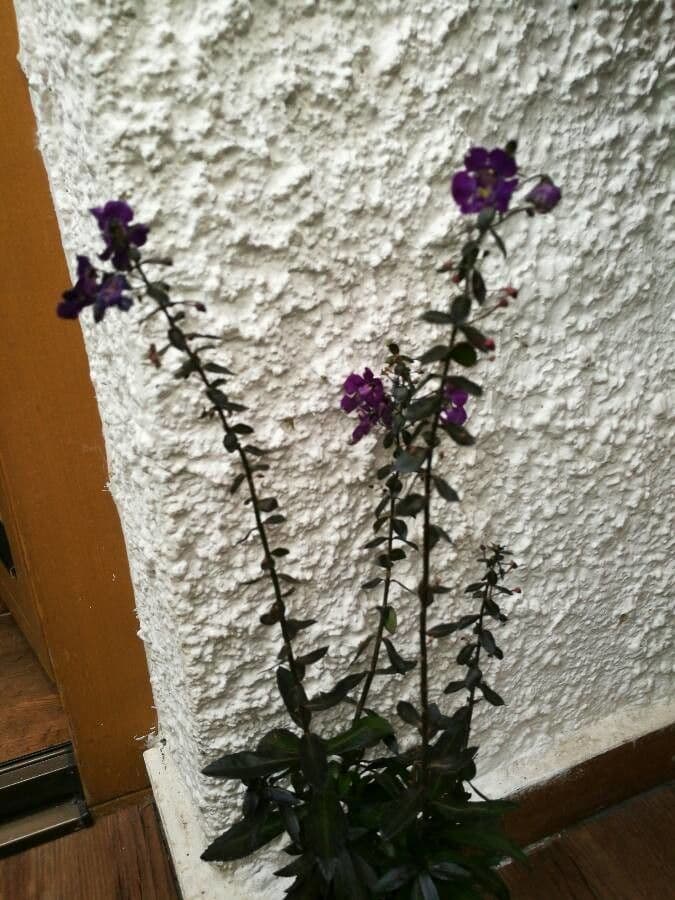 Angelonia 7