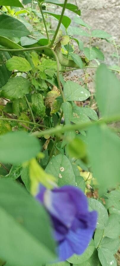 Clitoria ternatea 22