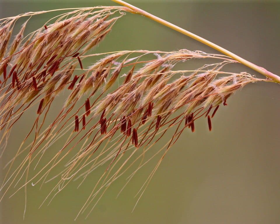 Sorghastrum