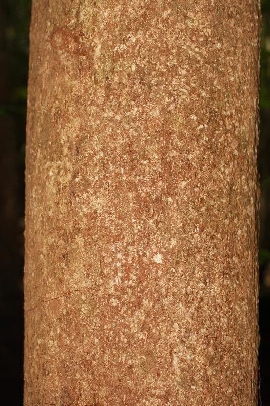 Hevea guianensis 6