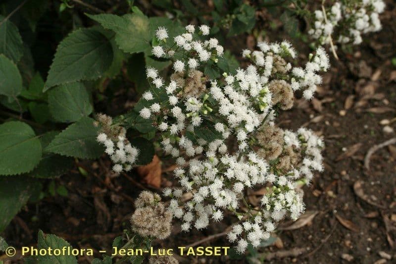 Weiße Wasserdost 8