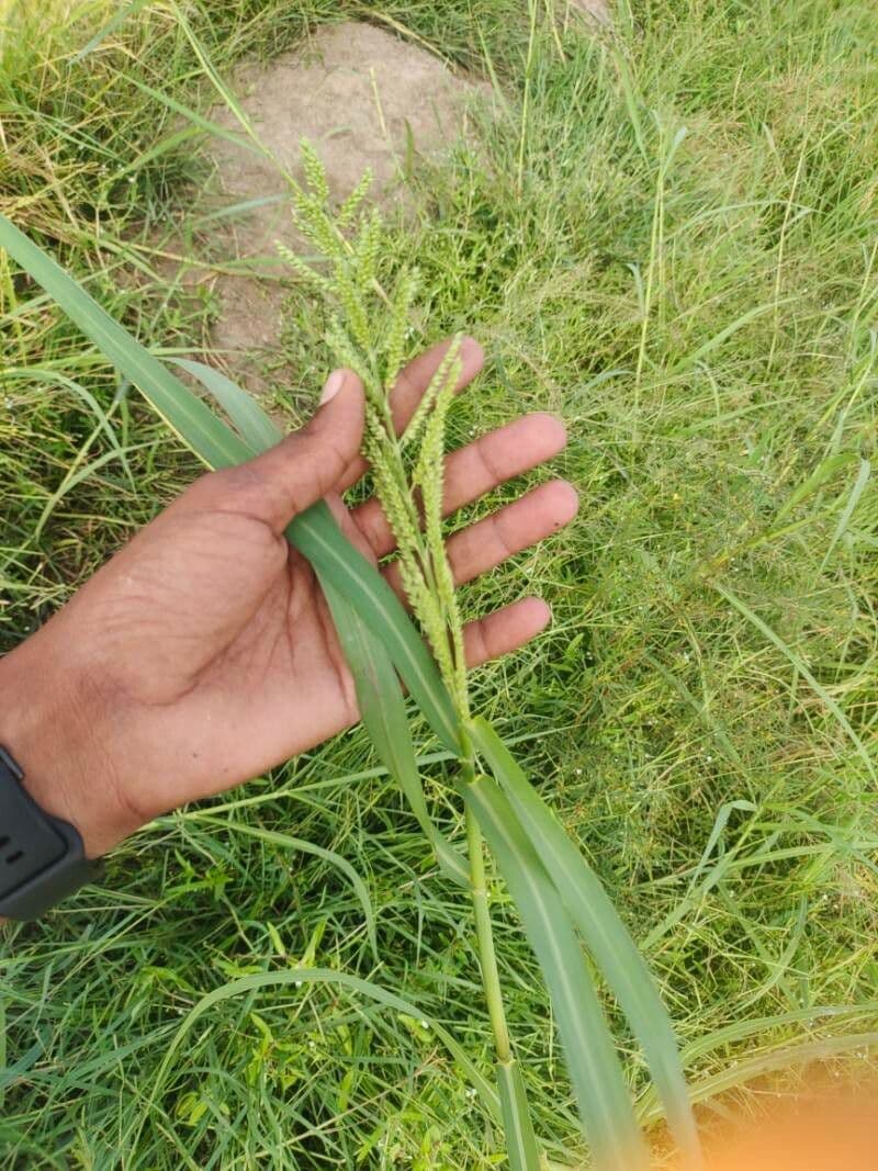 Echinochloa muricata 12