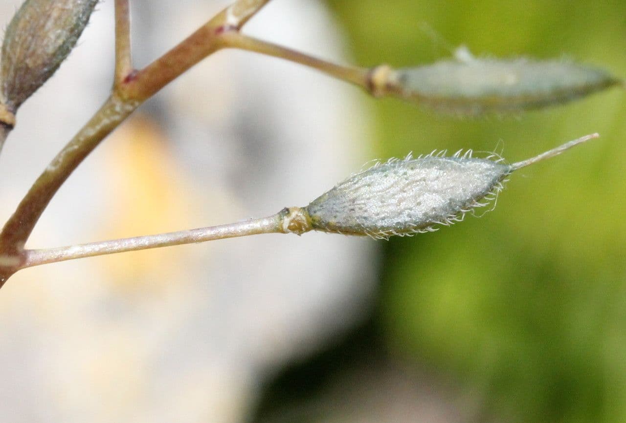 Draba aizoides 2