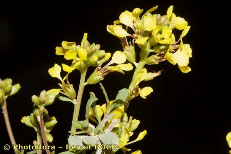 Falsa ginestra 19