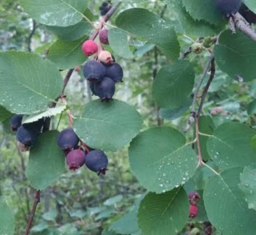 Amelanchier 3