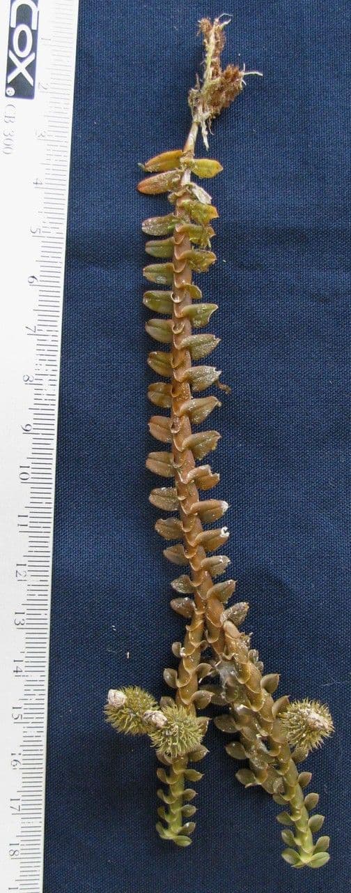 Dichaea costaricensis 4