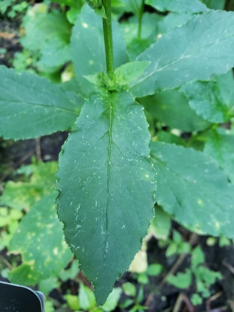 Lobelia blu 17