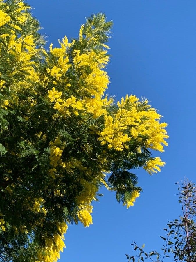 Acacia di Bailey 18