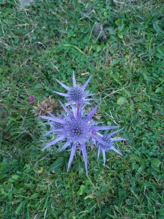 Edeldistel 9
