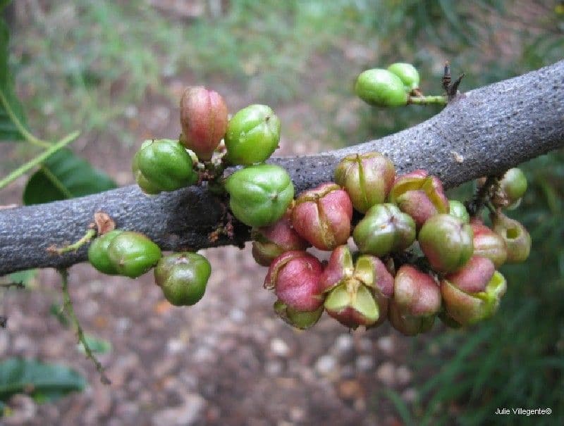 Lepidocupania 4