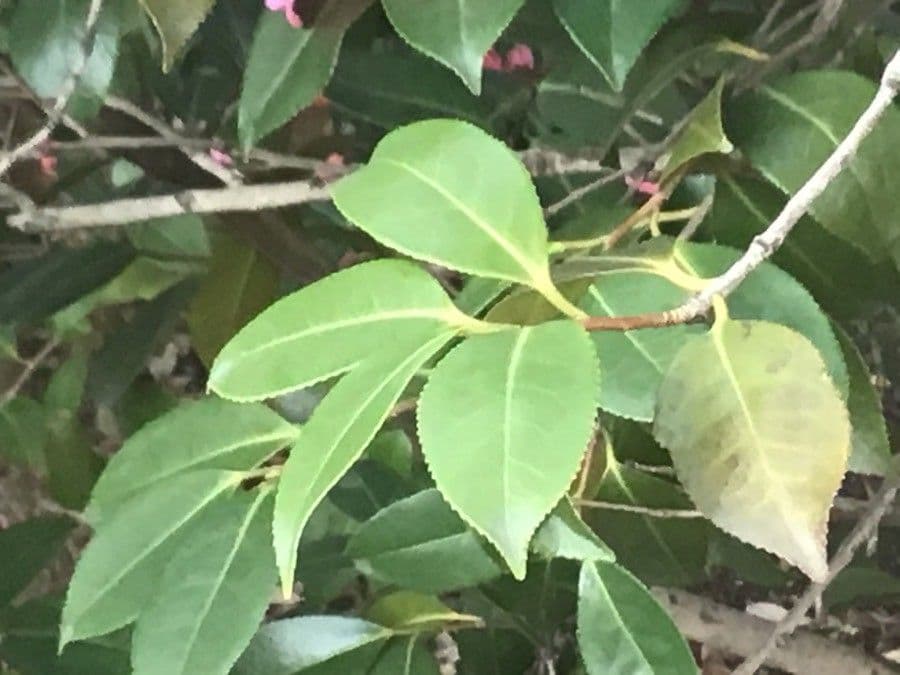 Camelia 6