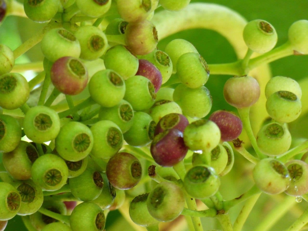 Polyscias 2