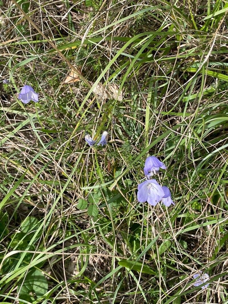 Rundblättrige Glockenblume 13