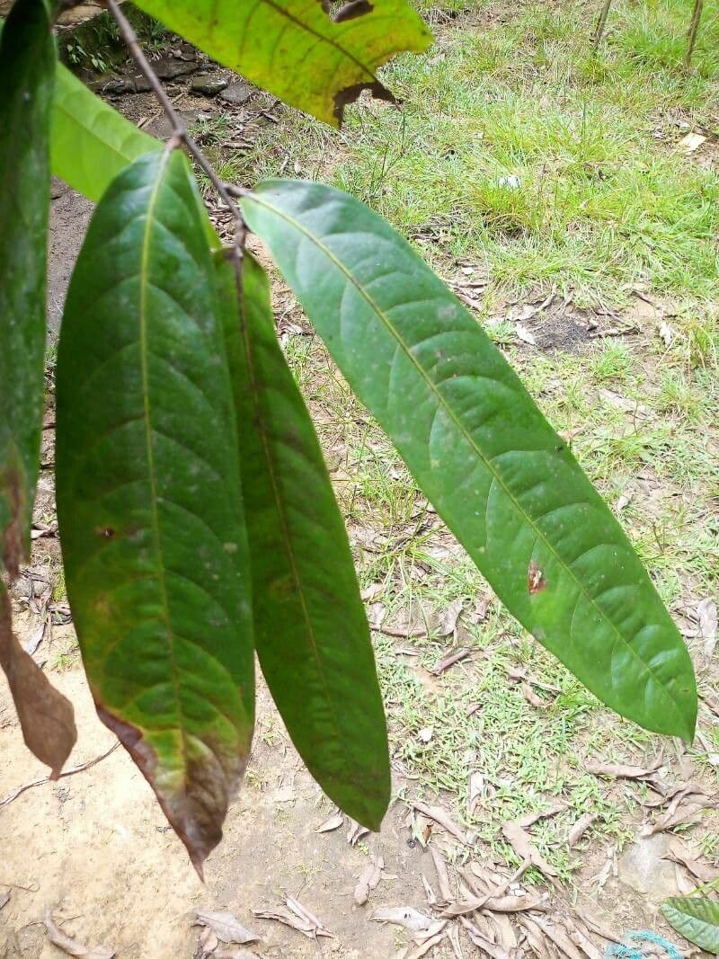 Licania 3