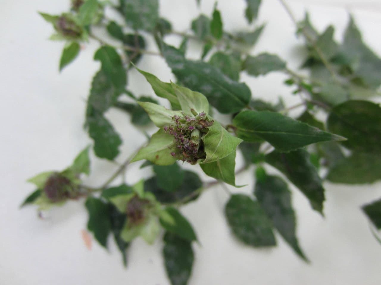 Monarda 3