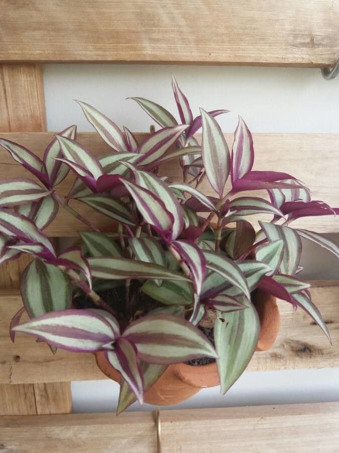 Tradescantia 13