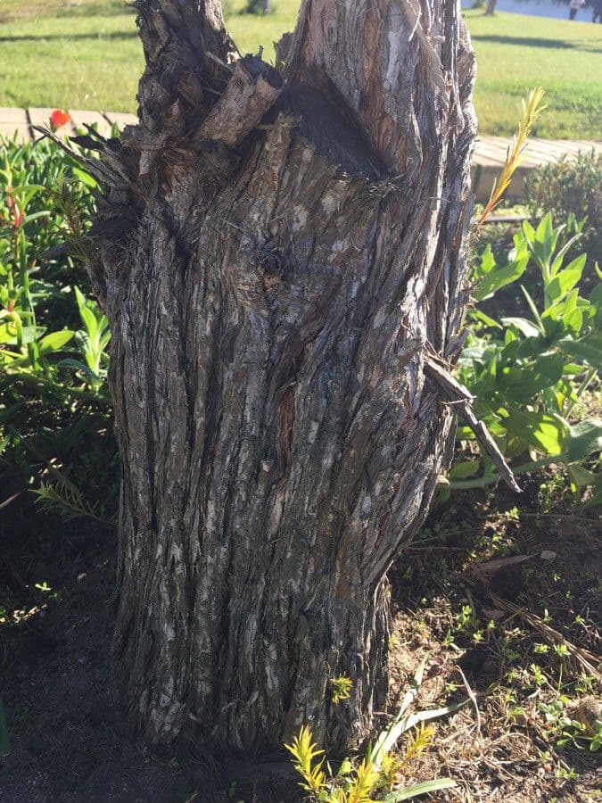 Melaleuca armillaris 24