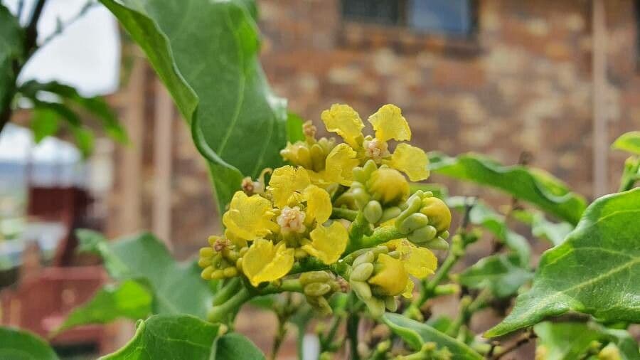 Bunchosia 3