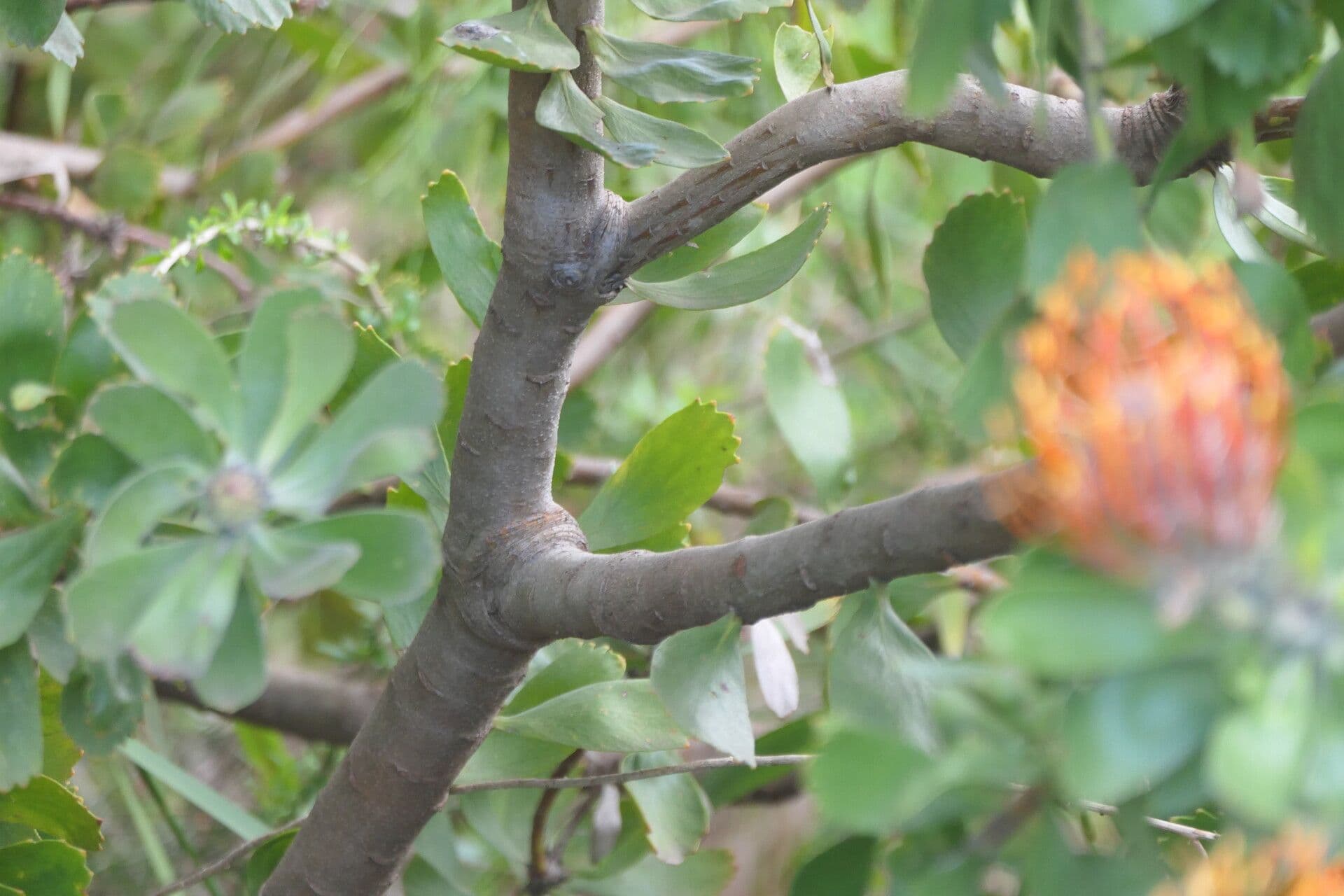 Leucospermum 3