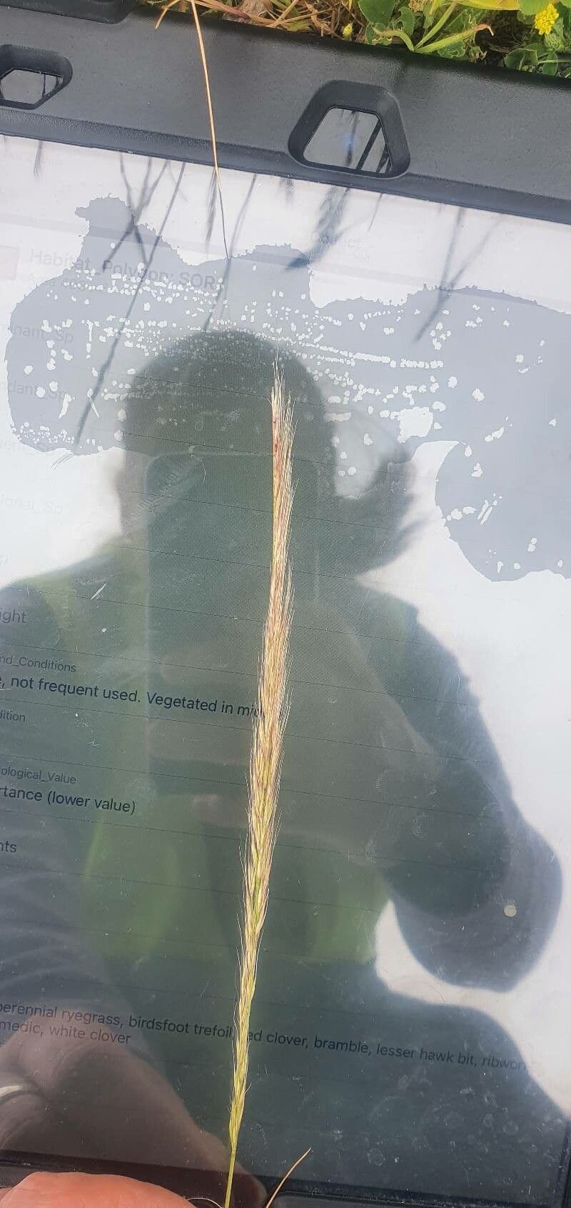 Vulpia ciliata 7