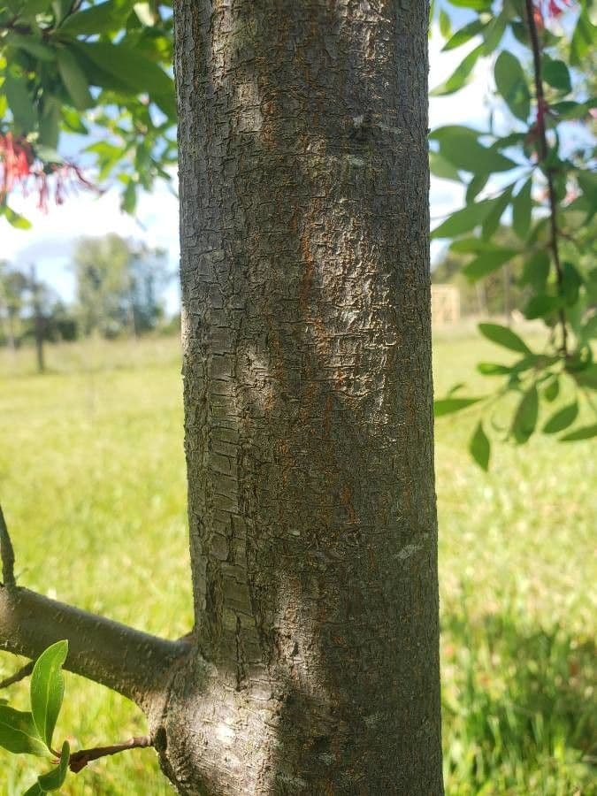 Embothrium 25