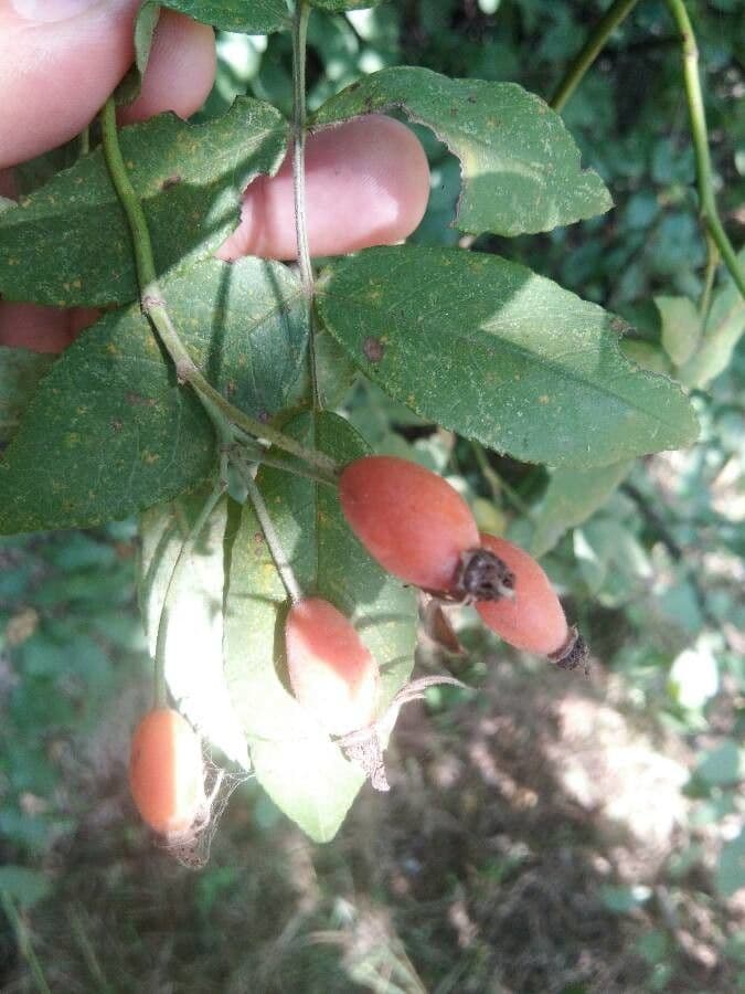 Rosa tomentosa 3