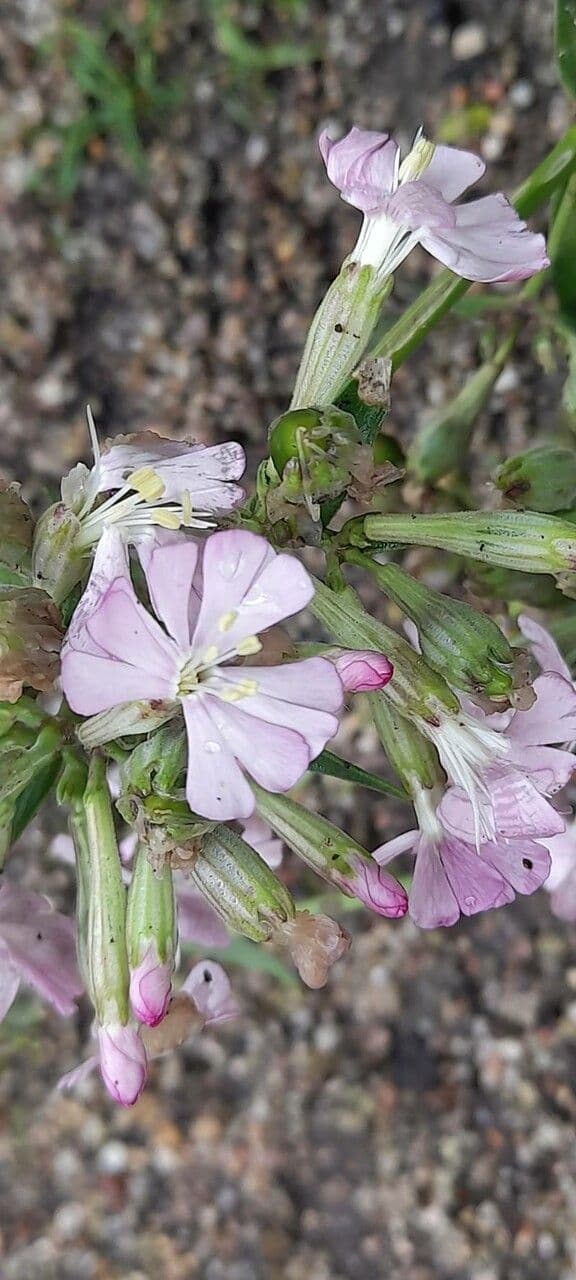 Silene 3
