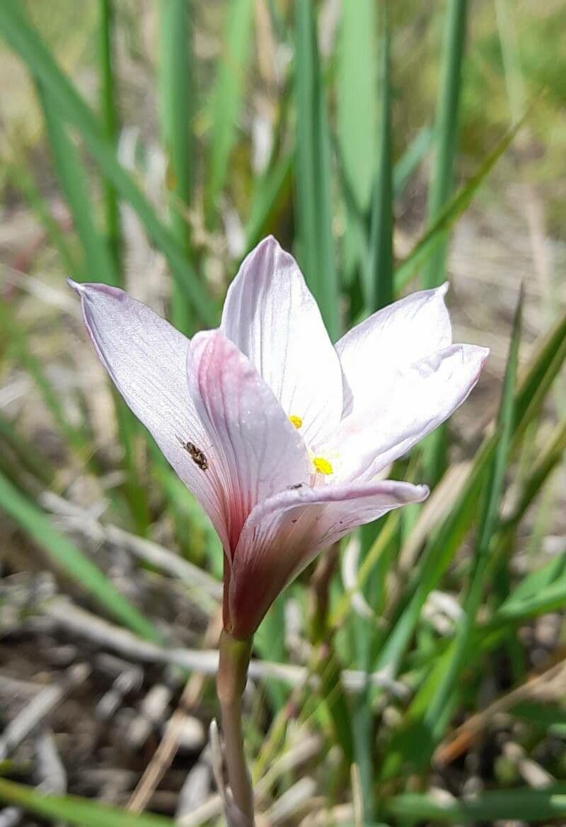 Windblume 3