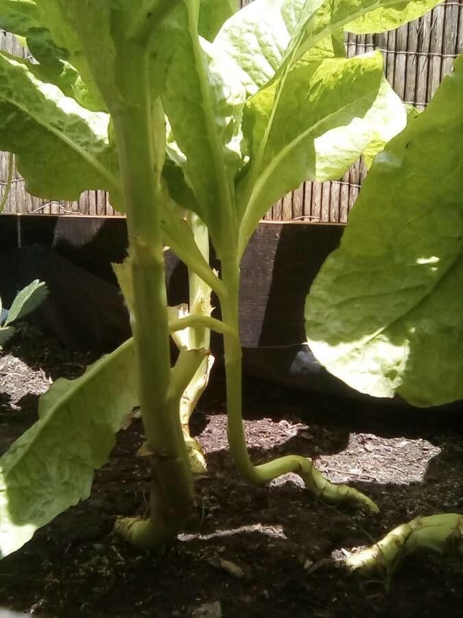 Lattuga 22