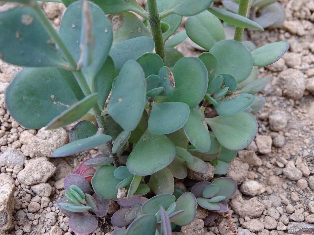 Kalanchoe 3