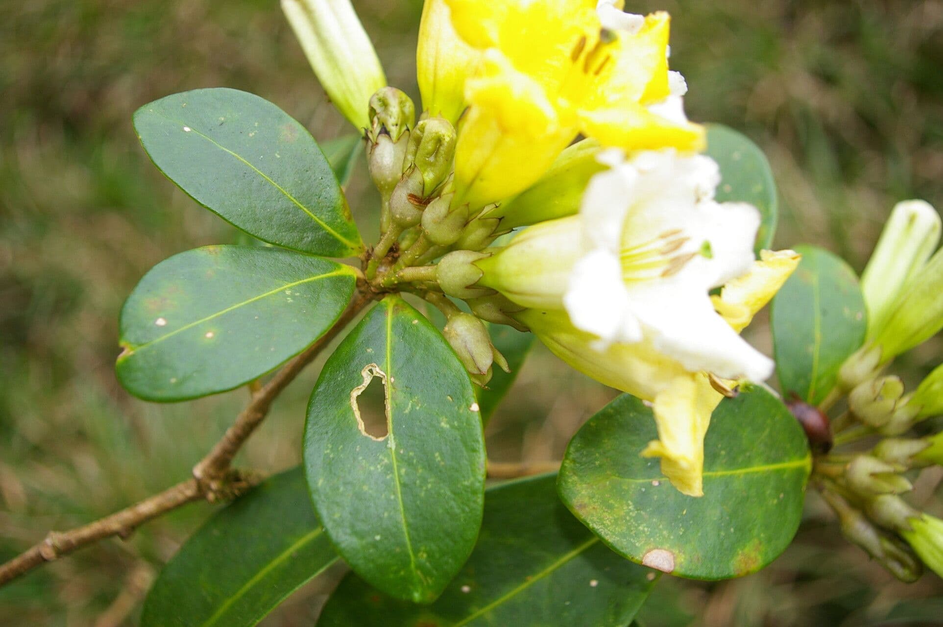 Schultesianthus 5