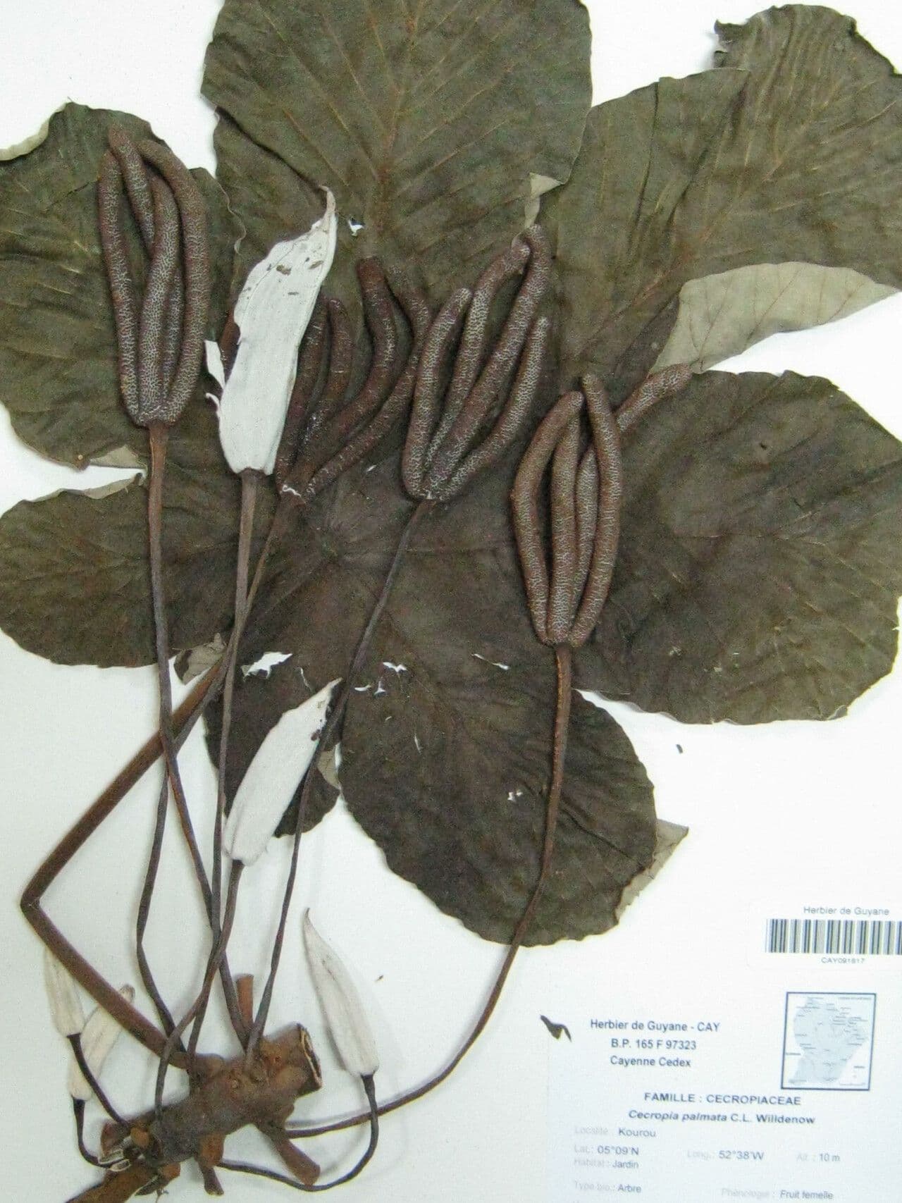 Albero serpente 12