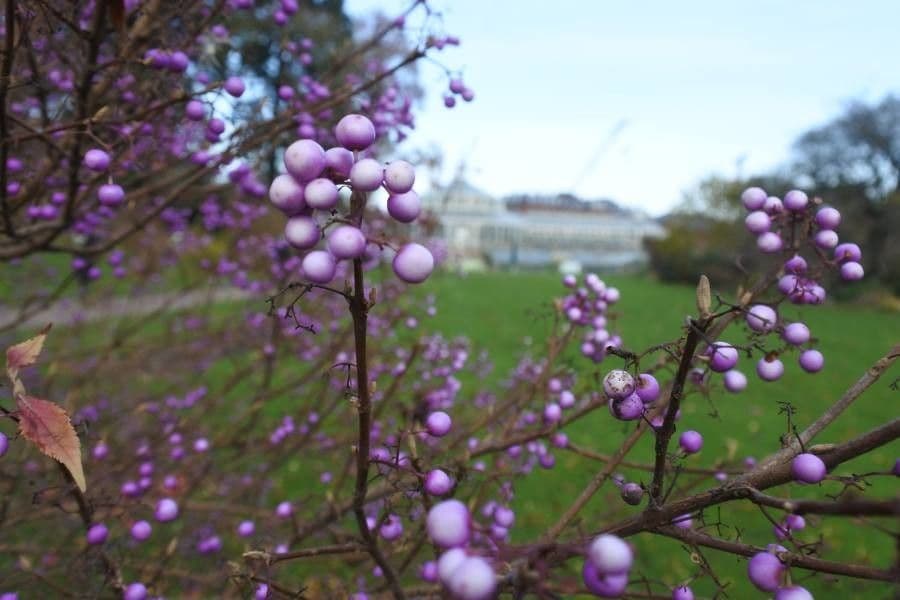 Callicarpa giapponese 4